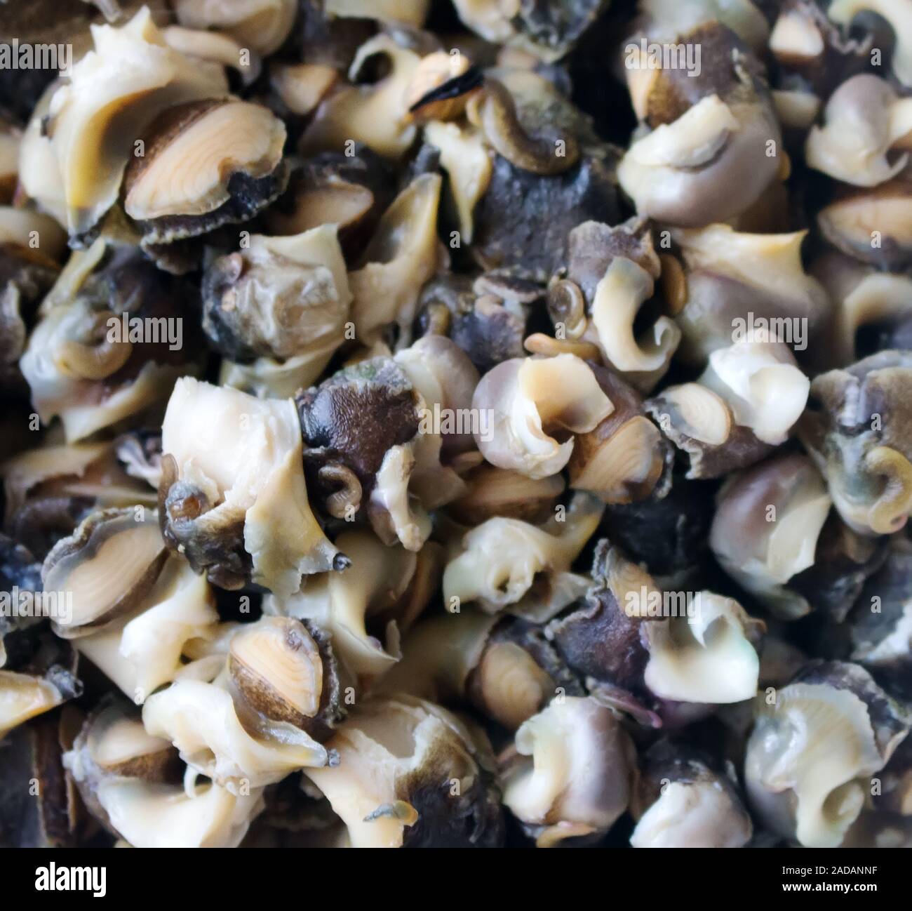 Edible sea snails hires stock photography and images Alamy