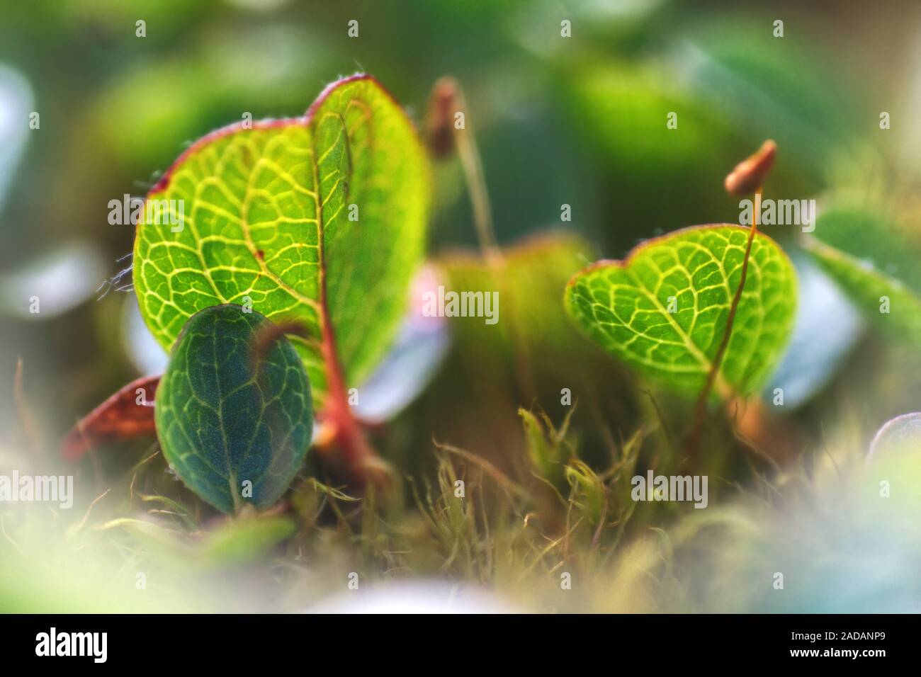 Willow Leaves With High Resolution Stock Photography and Images - Alamy