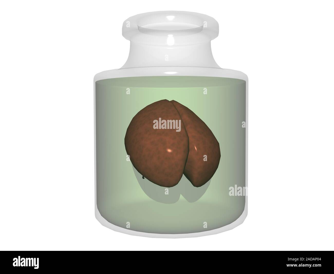 Brain in glass jar with formalin Stock Photo
