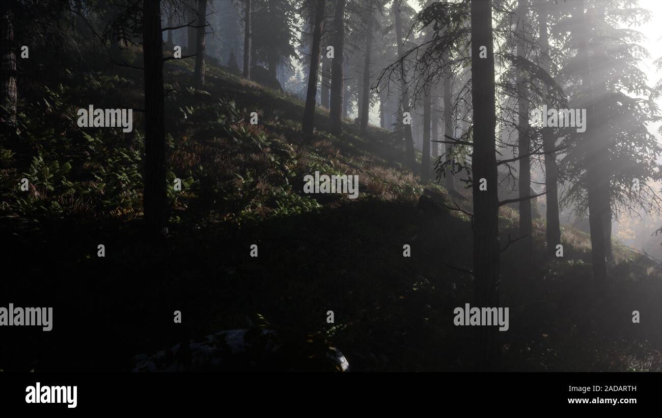 Calm moody forest in misty fog in the morning Stock Photo - Alamy