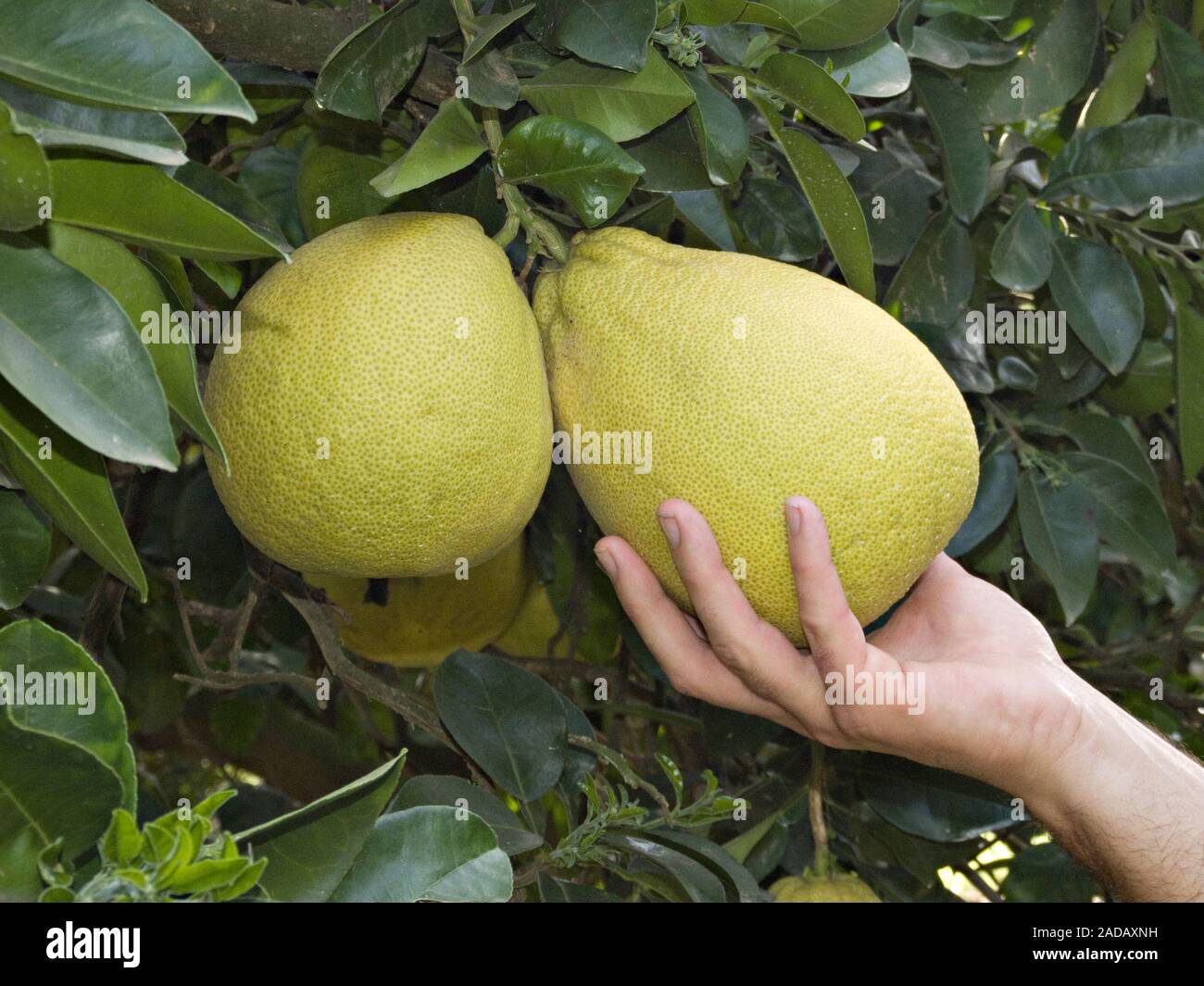Ripe pomelos on plantation Stock Photo Alamy