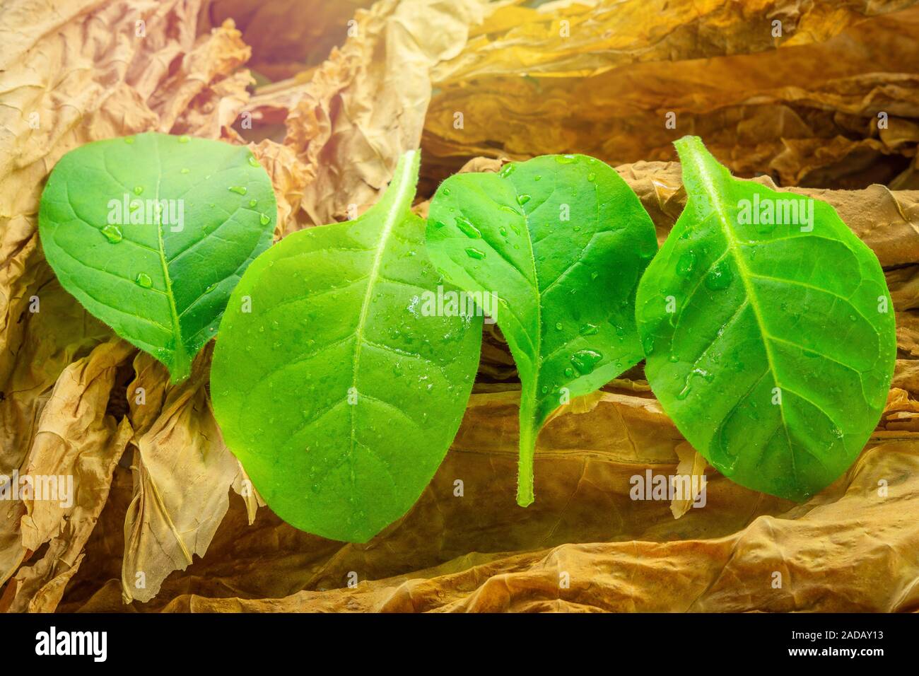 Betel leaves Plant Pan Plant 50 Piper Betel /_ 50 Live Stems Live Cuttings