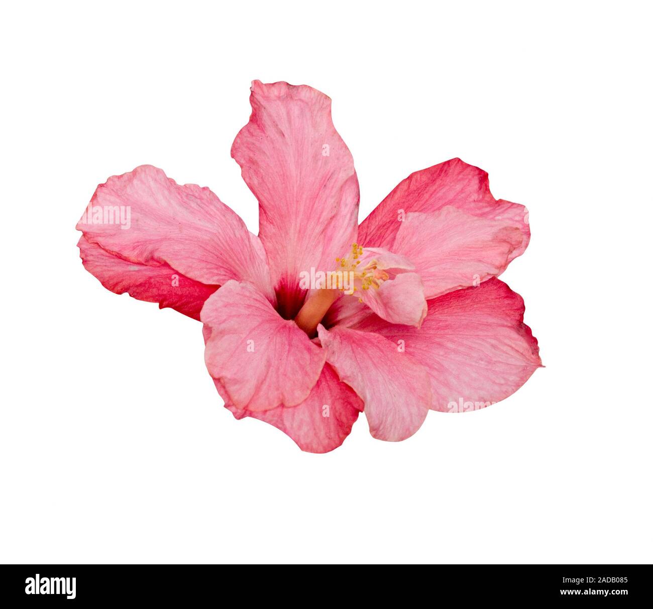 Pink flower isolated on white background Stock Photo - Alamy
