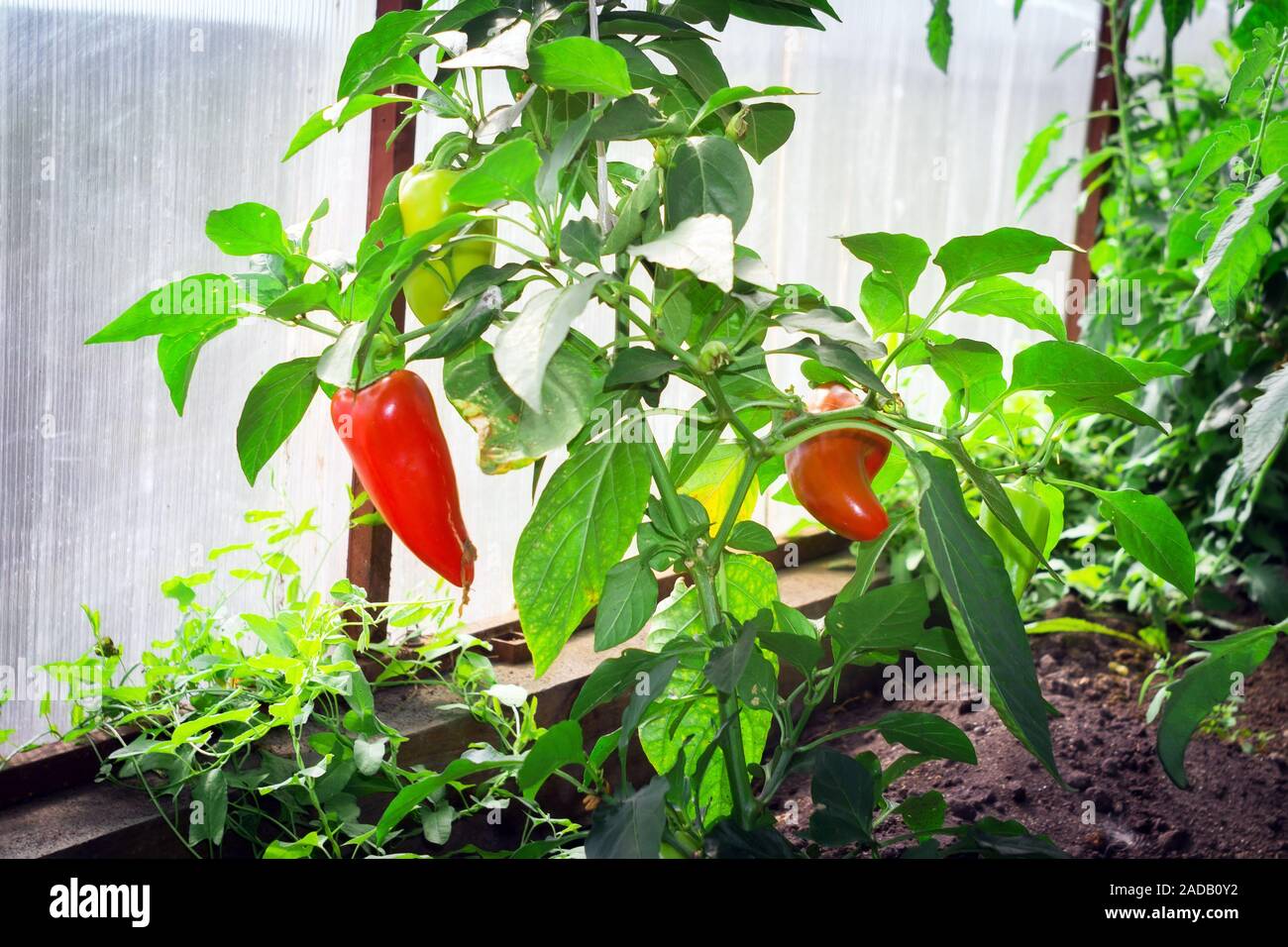 Pepper farming has growth of bell pepper plants inside a greenhouse