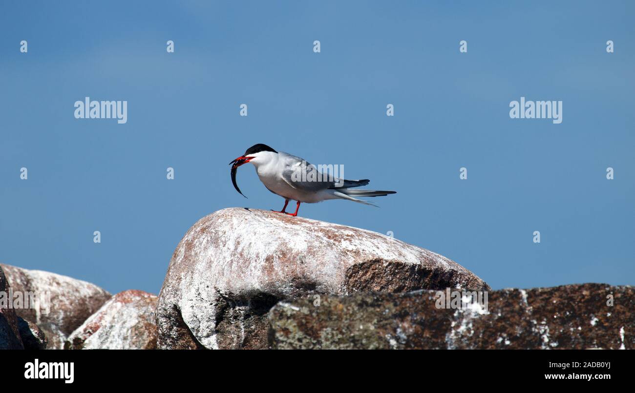 Adult common tern Stock Photo