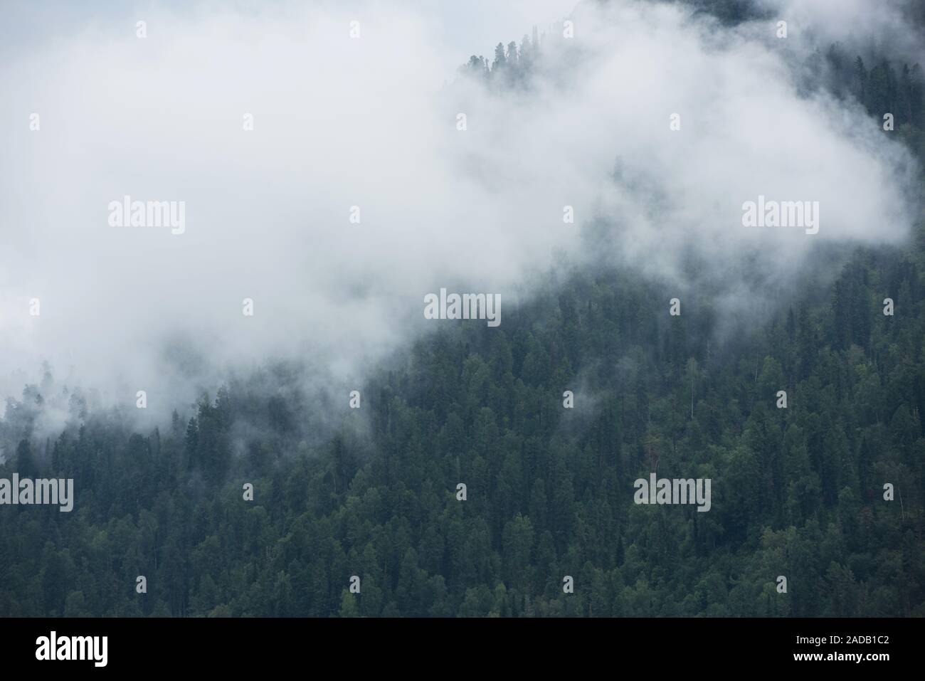 Forested mountain slope Stock Photo