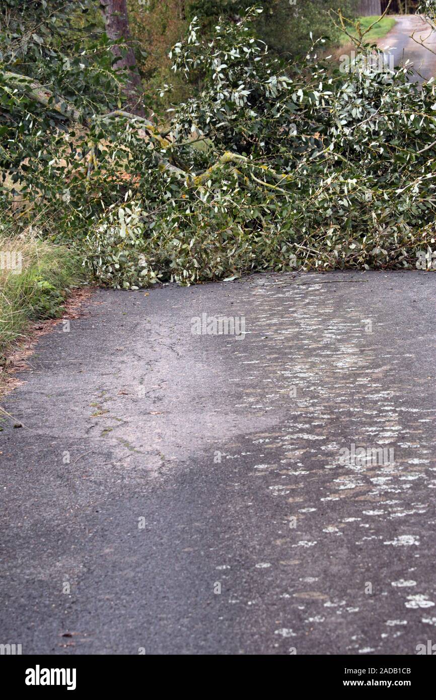 wind break Stock Photo