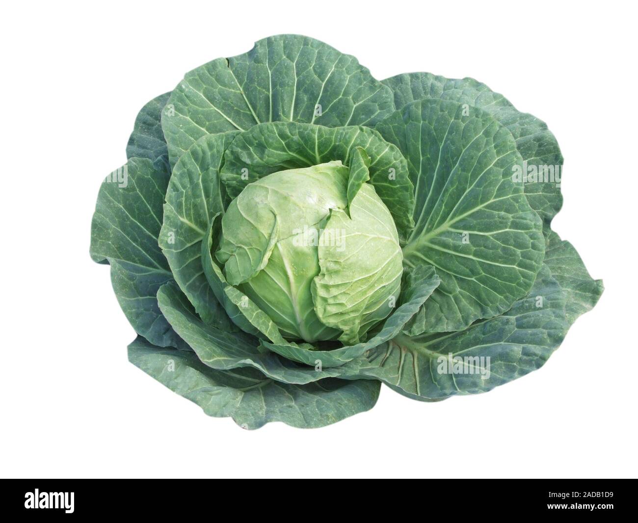 Cabbage Isolated Cabbage isolated on white background Stock Photo - Alamy