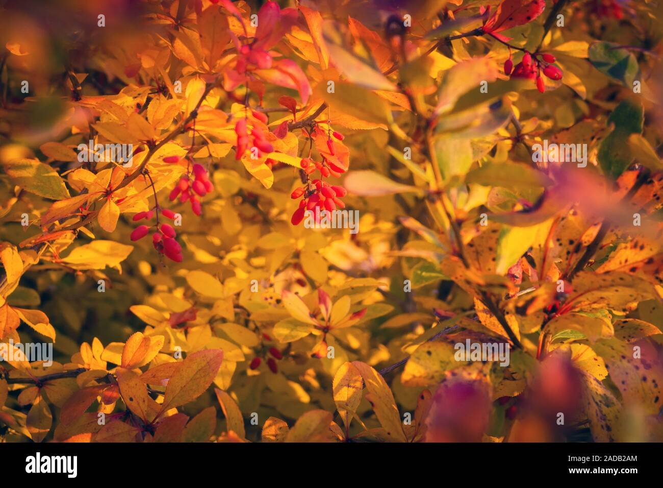 Garden Sense Fall Color Shrubs