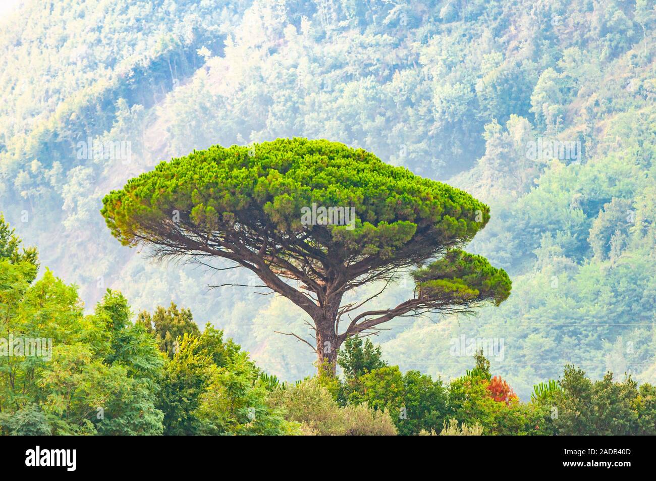 Single mediterranean pine tree growing on the top of the hill. Evergreen  trees forests filling the gradient mountain range shrouded in fog. Misty  Ital Stock Photo - Alamy