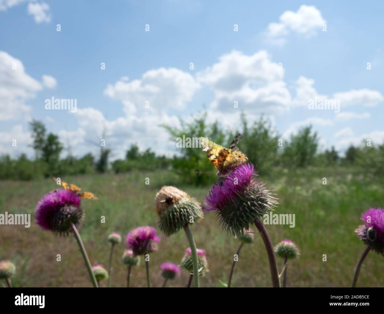 Thistle as a good honey plant and wild bees and bumblebees collect