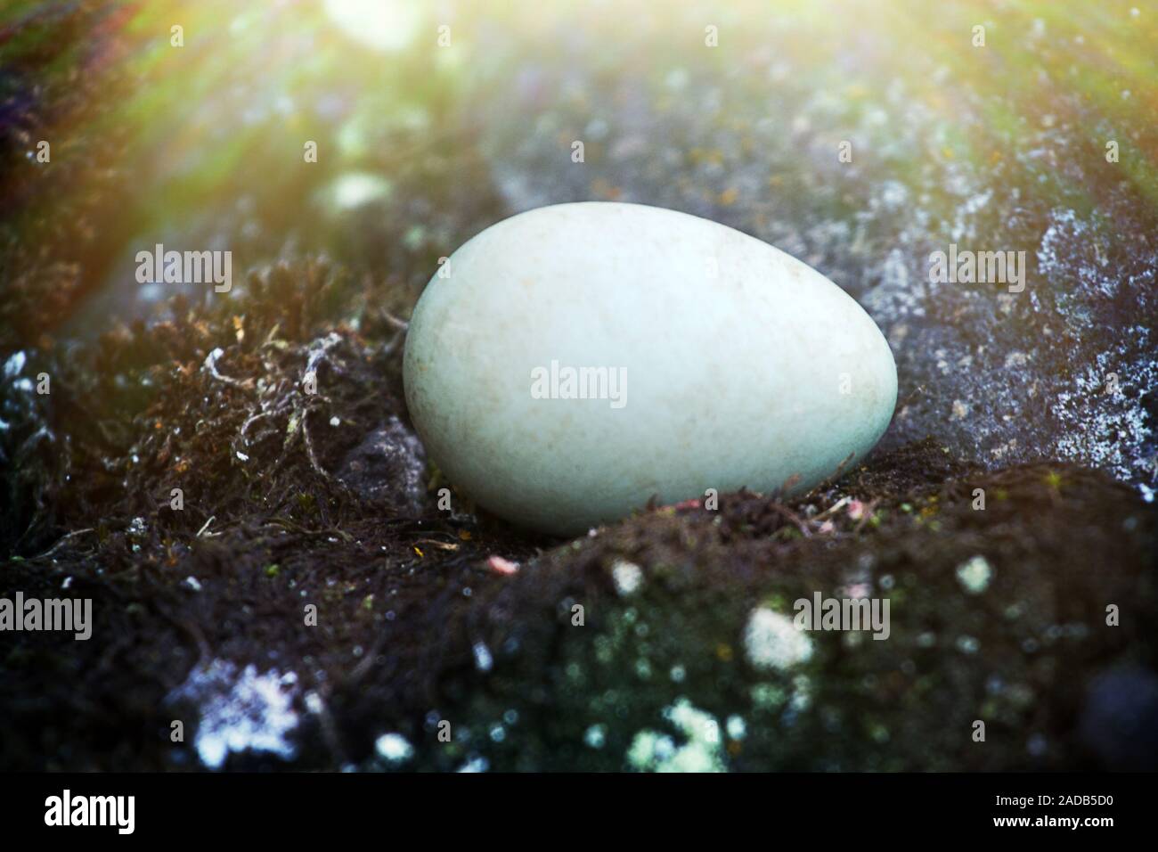 The egg of the Little Auk (Alle alle) Stock Photo