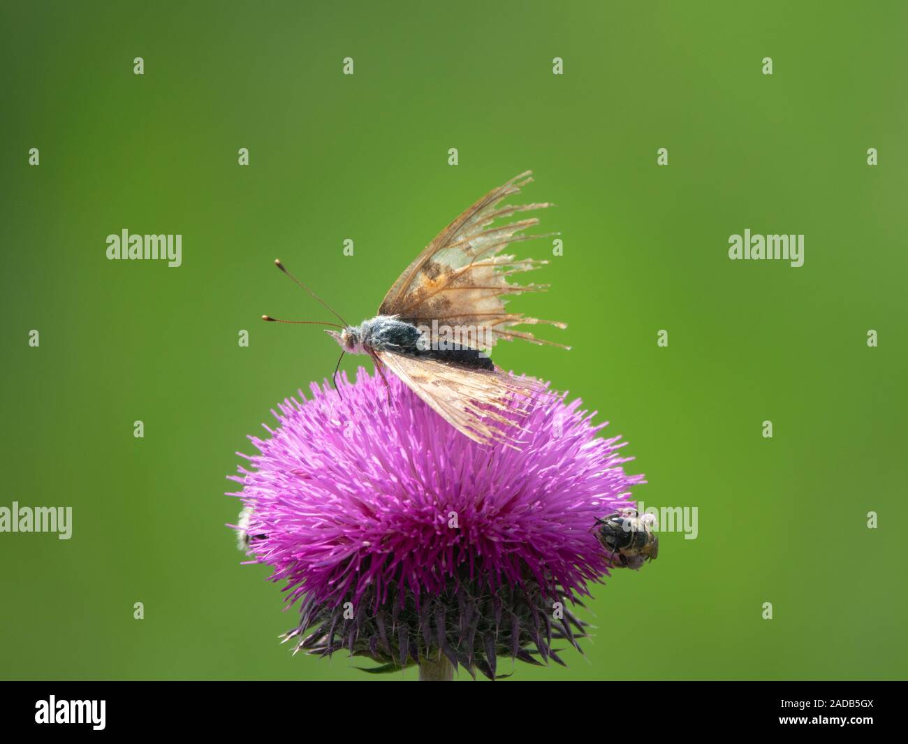 Thistle as a good honey plant and wild bees and bumblebees collect