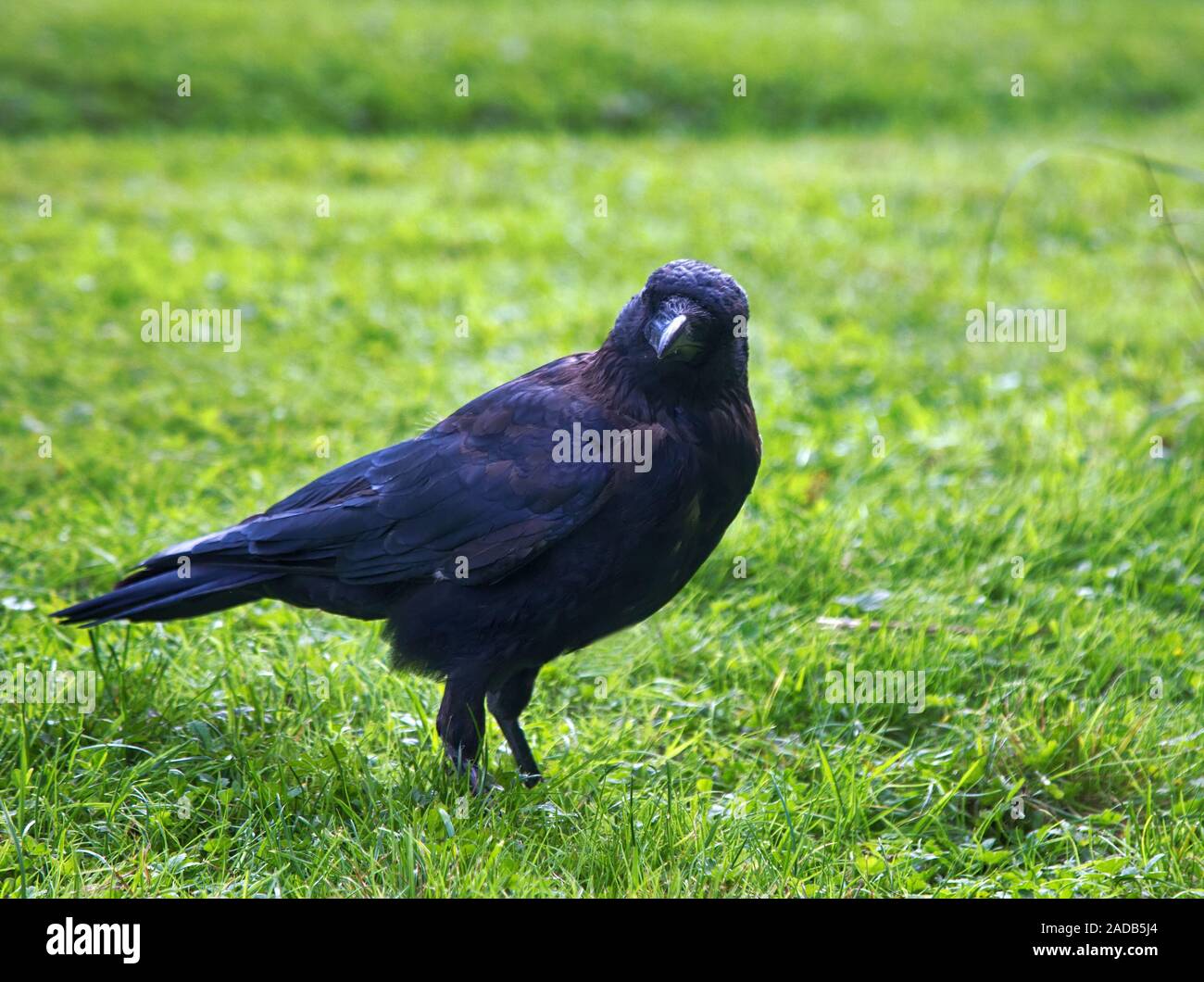 carrion crow (Corvus corone) Stock Photo
