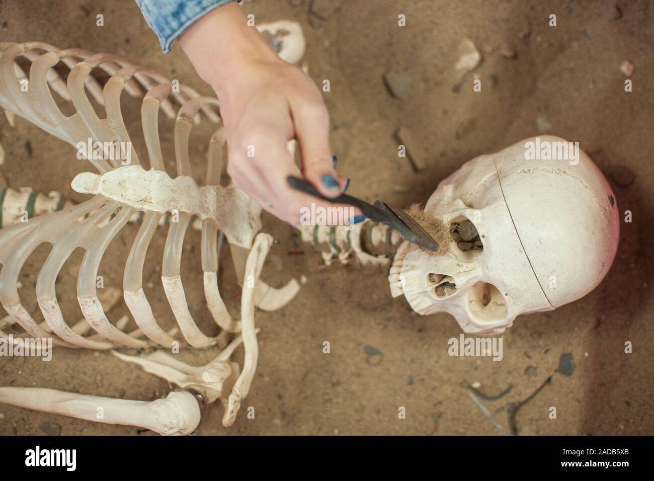 Human fossil discovered concept Stock Photo Alamy