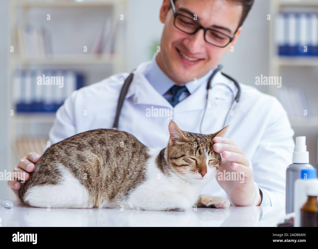 Cat visiting vet for regular checkup Stock Photo Alamy