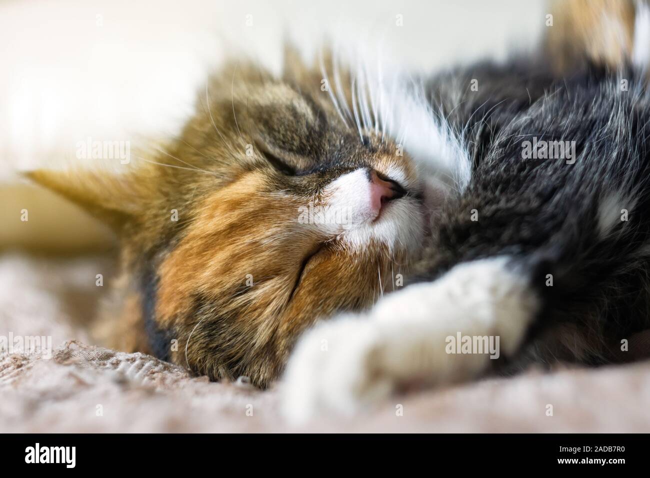 Young Domestic Tabby Cat Enjoying What Cats Do Best Relaxes And