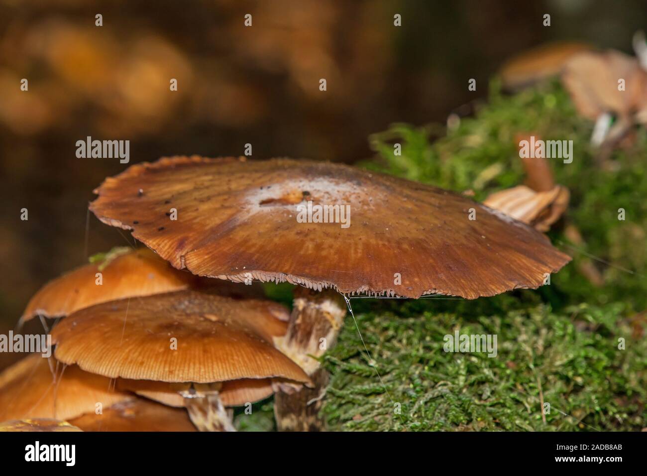 Forest mushroom Stock Photo