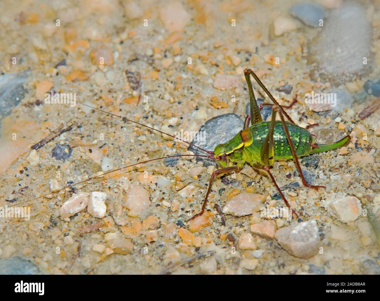 Common saw bush-cricket Stock Photo