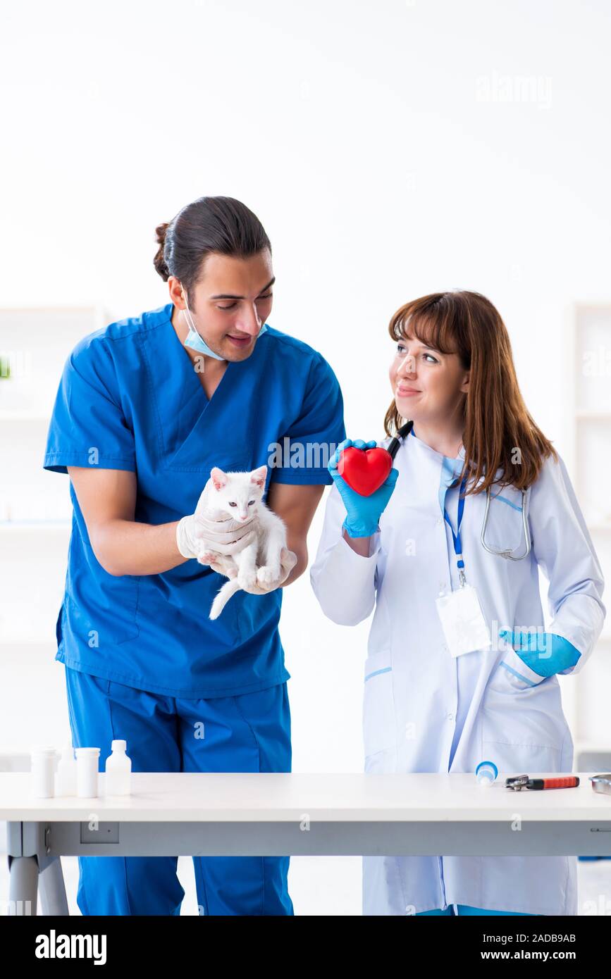 Two young vet doctors examining sick cat Stock Photo