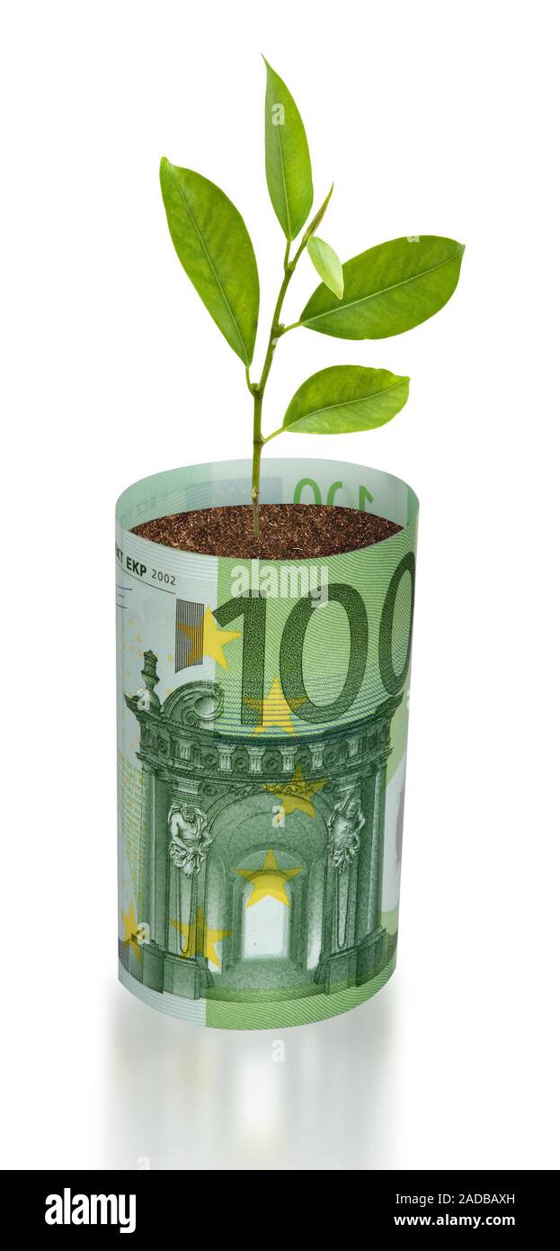 orange tree sapling growing from euro bill Stock Photo Alamy