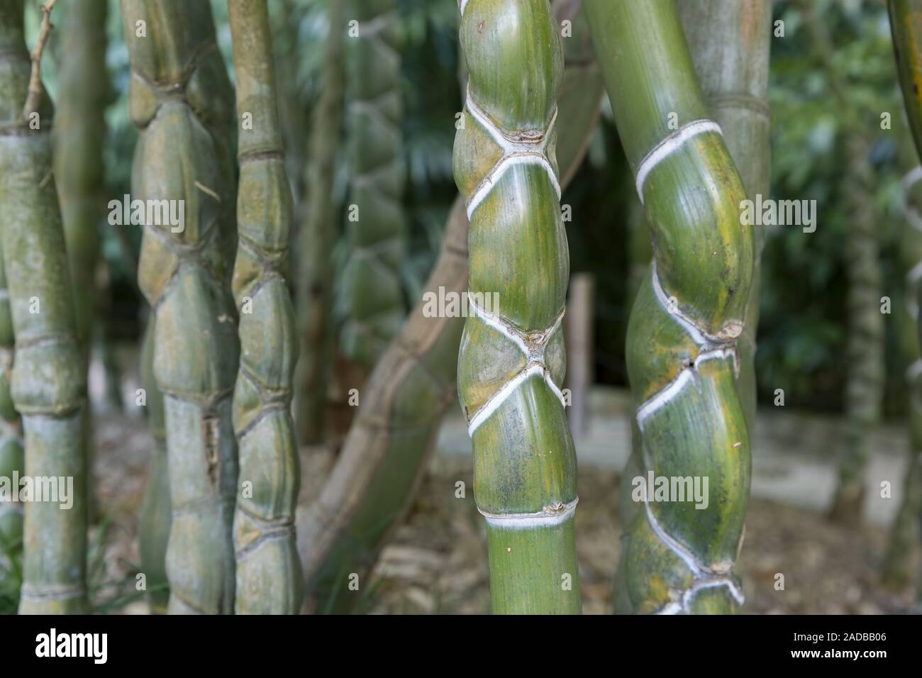 Turtle bamboo (Phyllostachys heterocycla) Stock Photo