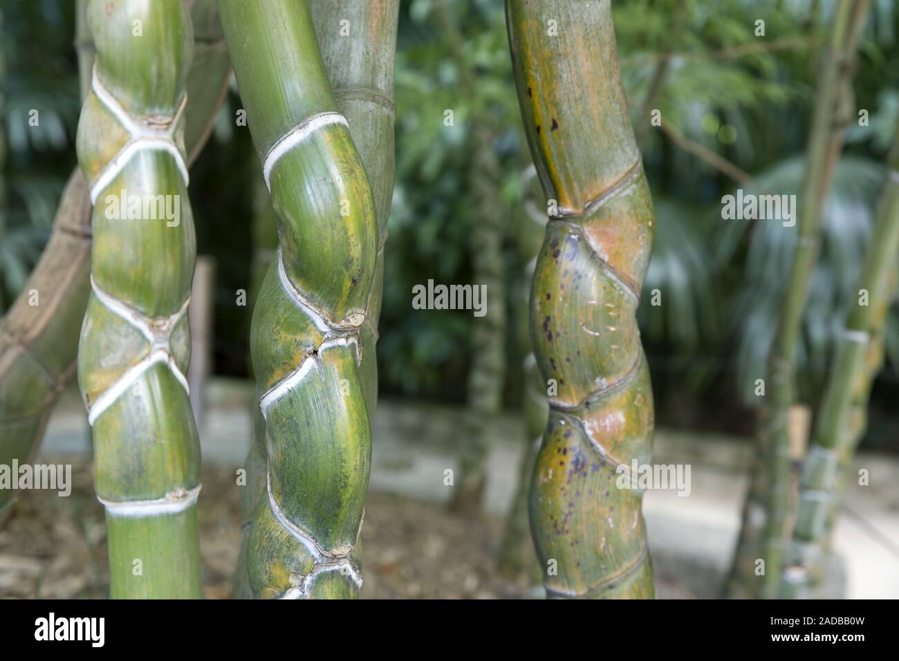 Turtle bamboo (Phyllostachys heterocycla Stock Photo Alamy