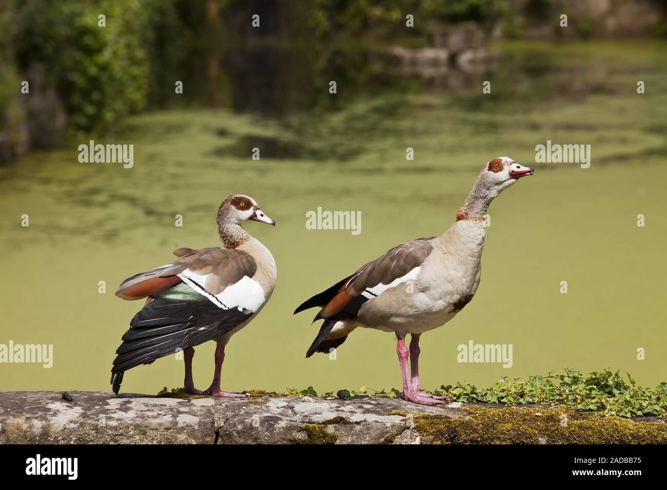 Egyptian goose (Alopochen aegyptiacus), Weilerbach castle, Rhineland-Palatinate, Germany, Europe Stock Photo