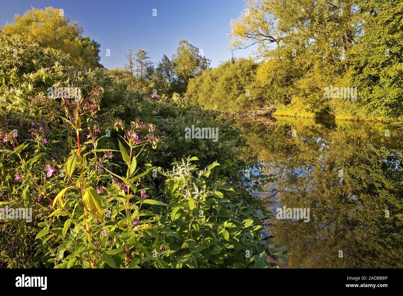 Himalayan balsam, Indian balsam, Ruhr river, Arnsberg, Sauerland, Germany, Europe Stock Photo