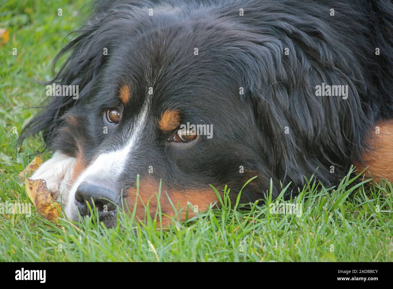 Bernese mountain dog Stock Photo Alamy