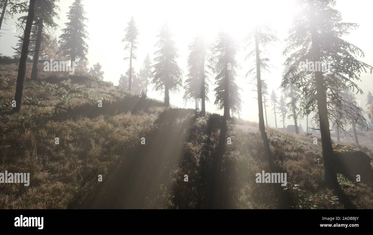 Calm moody forest in misty fog in the morning Stock Photo - Alamy