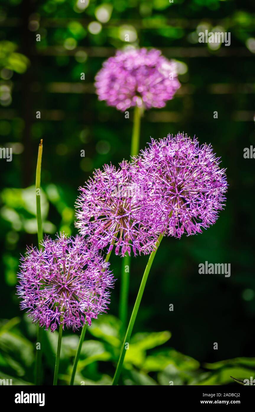 Purple aliums in sunlight on natural background. Stock Photo
