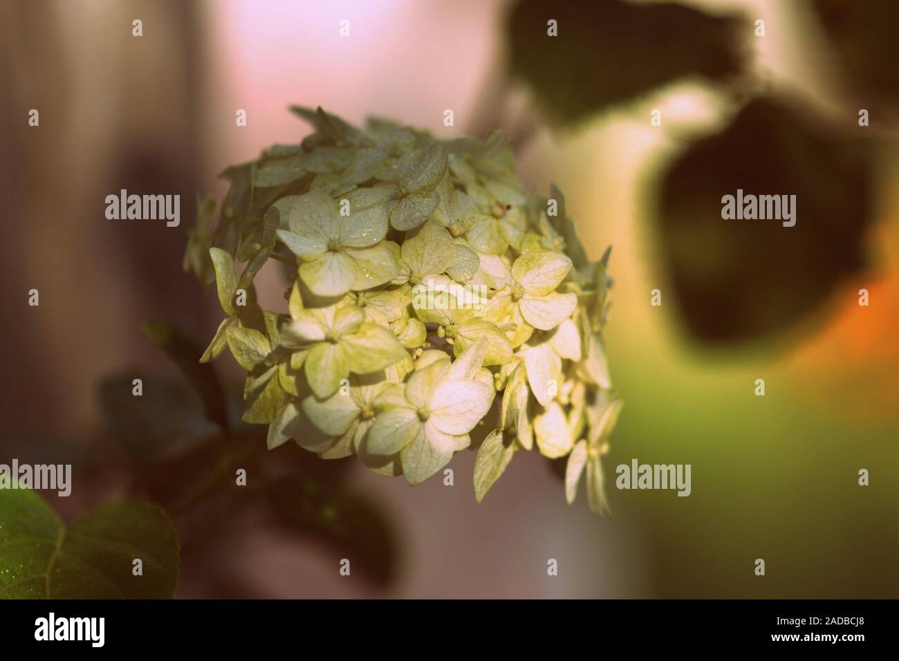 Hydrangea flower with dew drops in the shade of trees in a summer garden close-up. Retro style toned Stock Photo