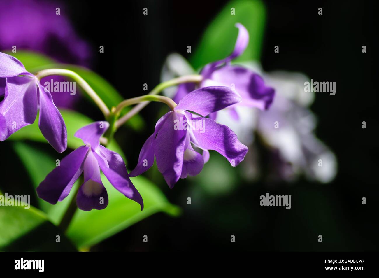Elegant violet orchids Catleya blossom in garden close up. Stock Photo