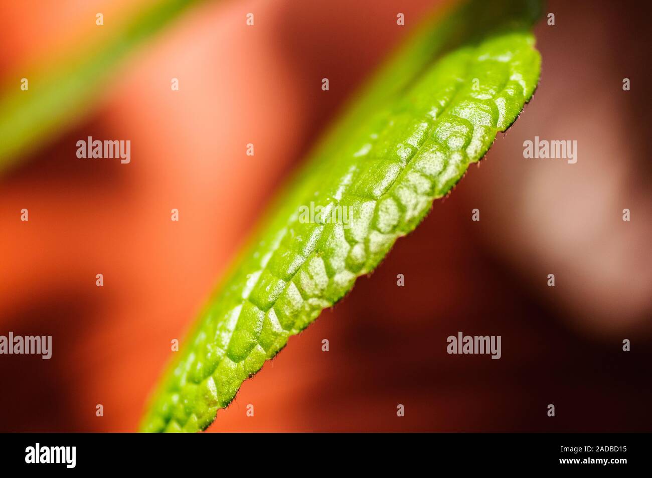 Indoor Plant Hybrid Plant green hairy leaf Stock Photo Alamy