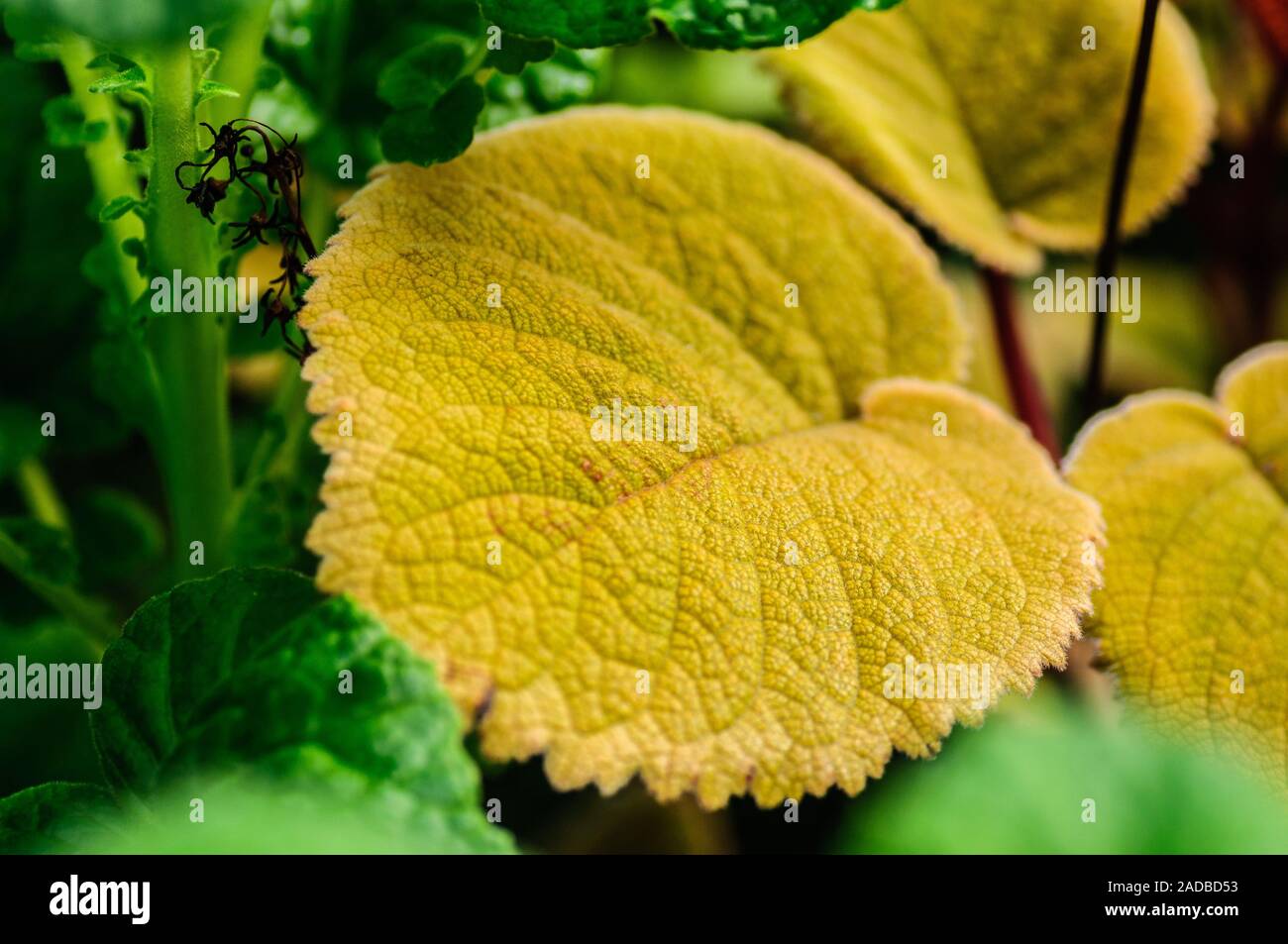 Indoor Plant Hybrid Plant green hairy leaf Stock Photo Alamy