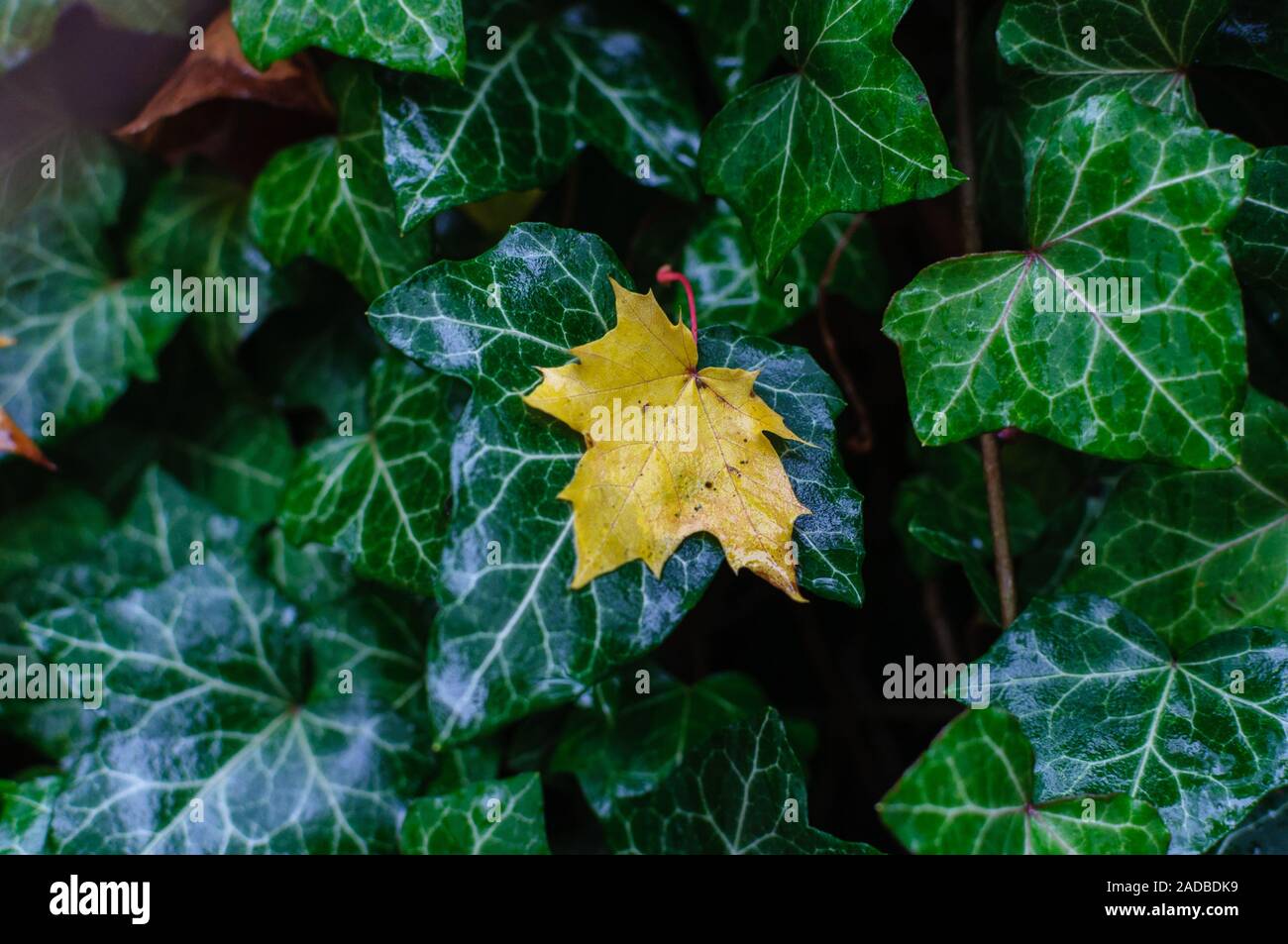 Yellow maple leaf on green ivy Stock Photo