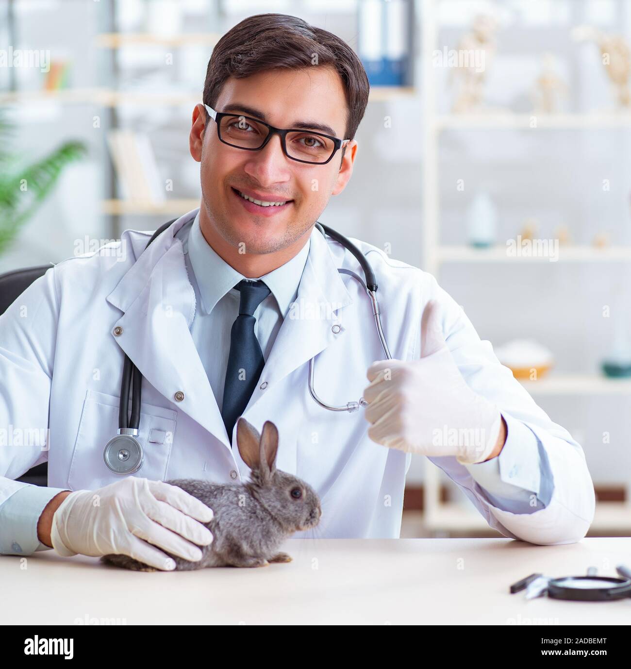 Vet doctor checking up rabbit in his clinic Stock Photo Alamy