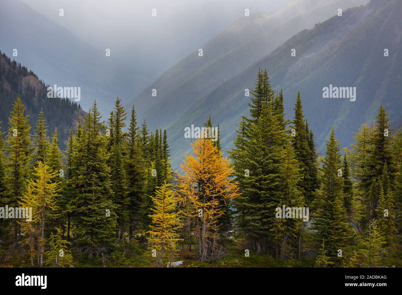 Larch tre hi-res stock photography and images - Alamy