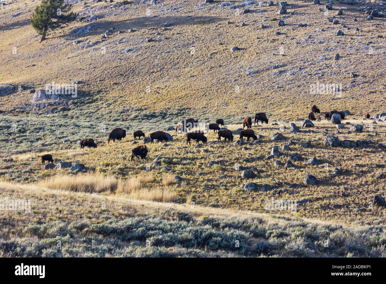Bis bison hi-res stock photography and images - Alamy