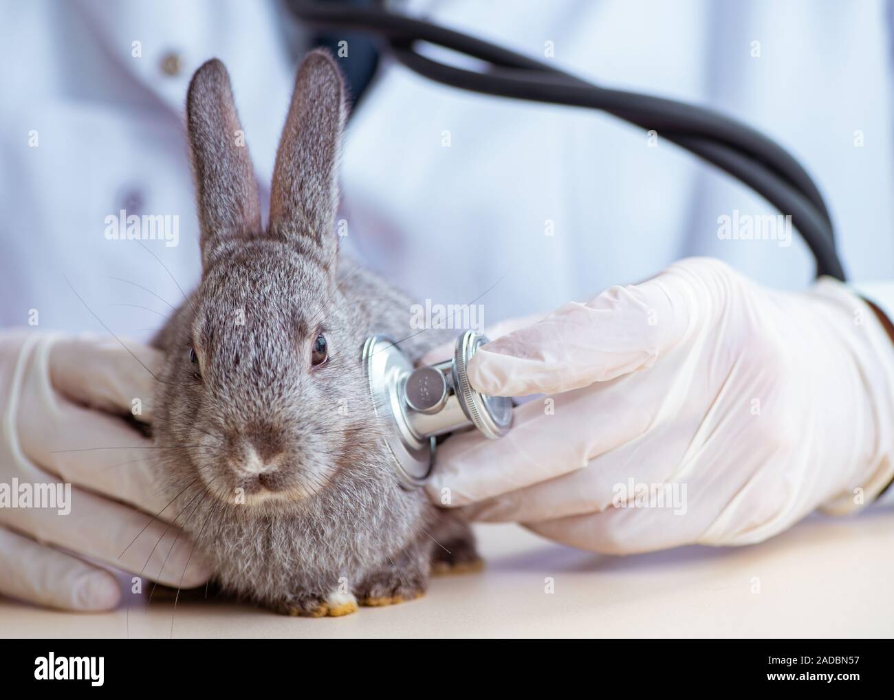Dr Rabbbit Vet doctor checking up rabbit in his clinic Stock Photo - Alamy