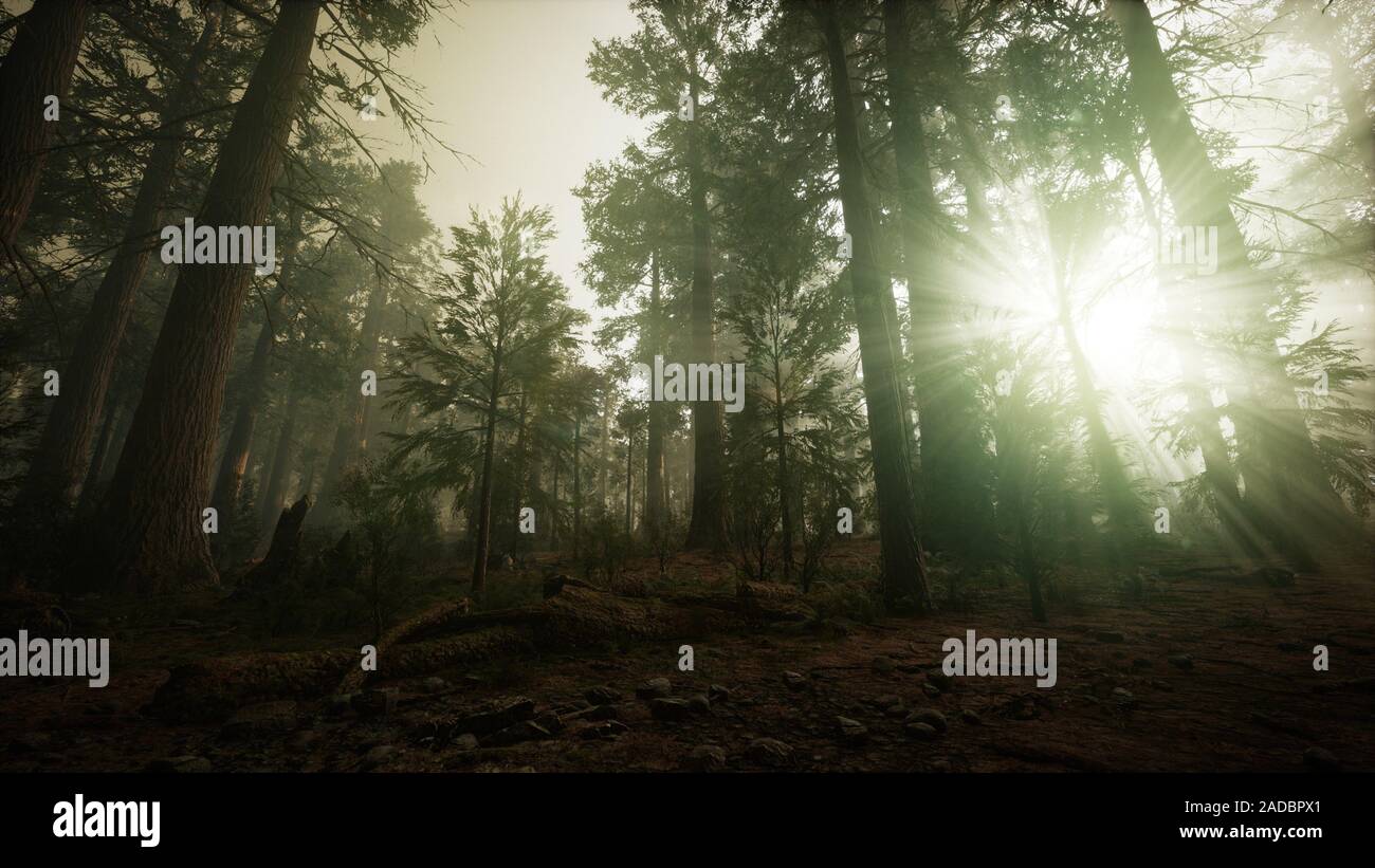 Redwood Forest Foggy Sunset Scenery Stock Photo - Alamy