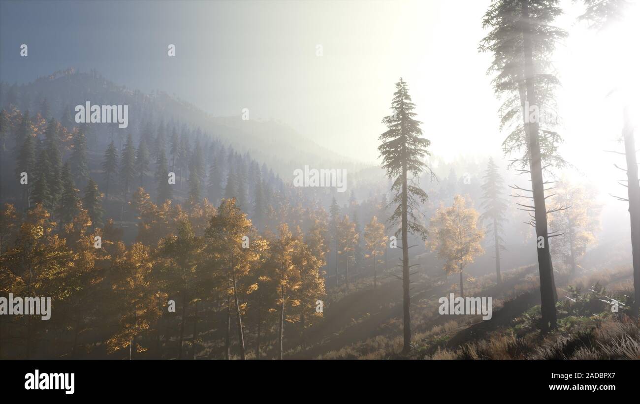 Calm moody forest in misty fog in the morning Stock Photo - Alamy