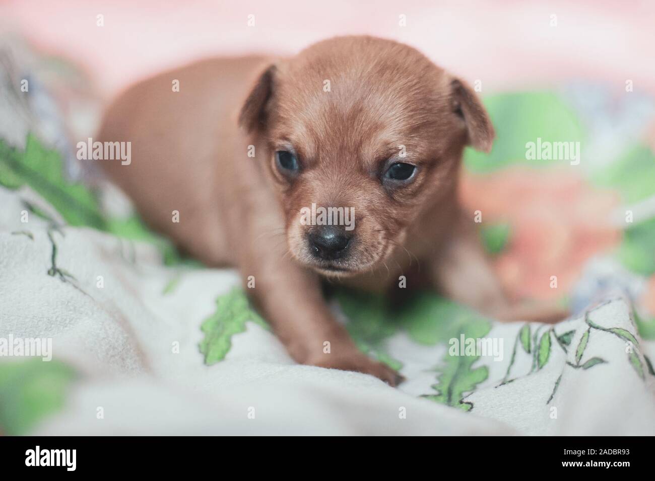 can a black puppy turn brown