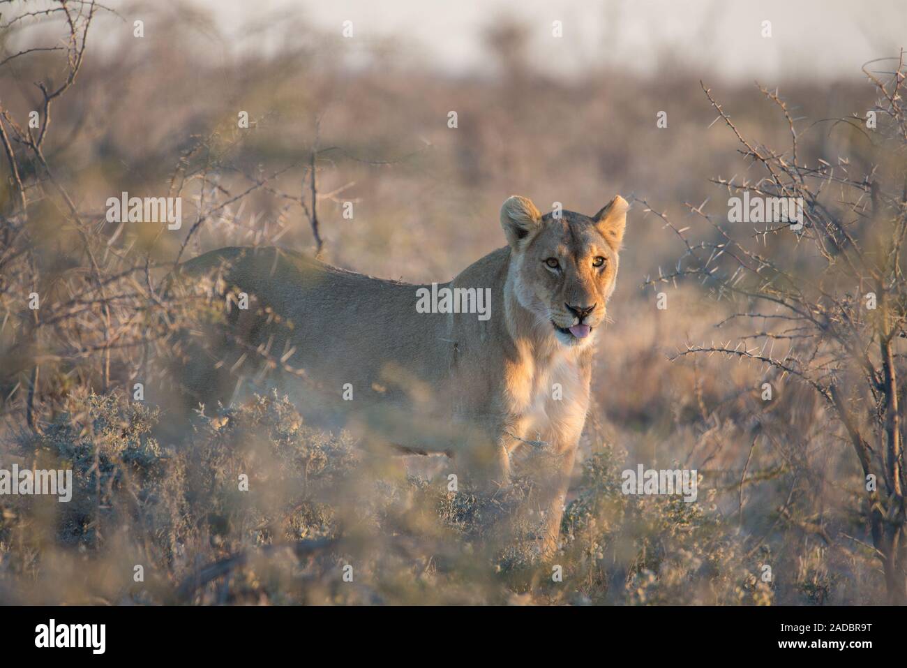 Lion standing in the bush hi-res stock photography and images - Alamy