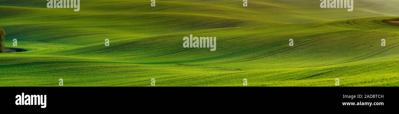 waves of young green wheat,panorama Stock Photo