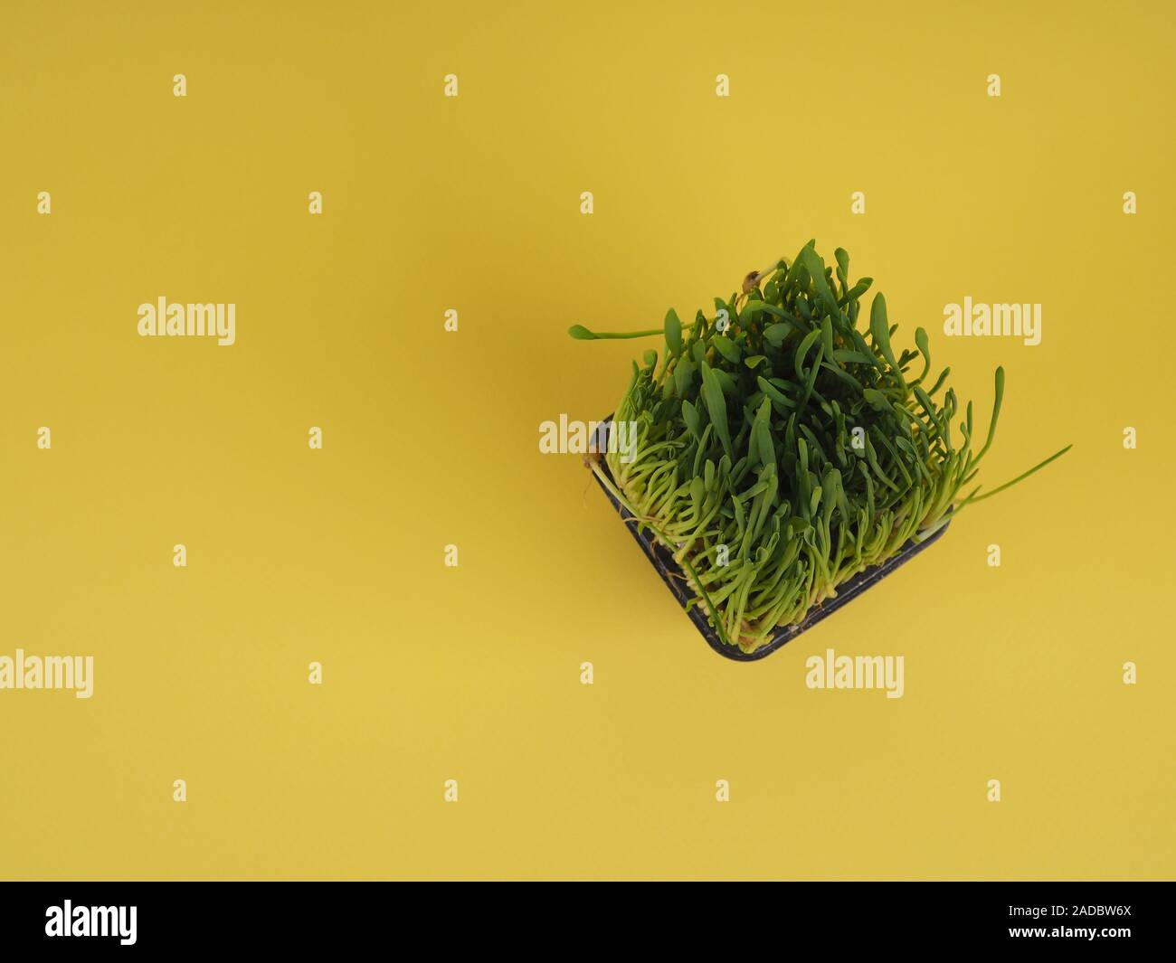 sprouted oats for cats in a pot on a yellow background, space for design. Fresh Sprouts Of Oat Grass In A Pot Stock Photo