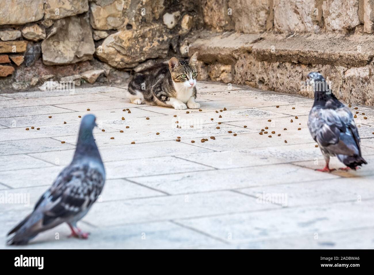 cat-and-pigeons-at-old-streets-of-dubrovnik-croatia-2ADBWA6.jpg