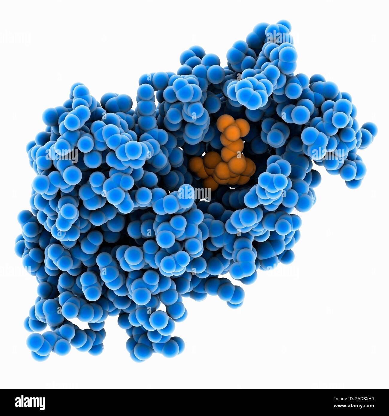 Vitamin D receptor complex. Computer model showing a nuclear receptor ...