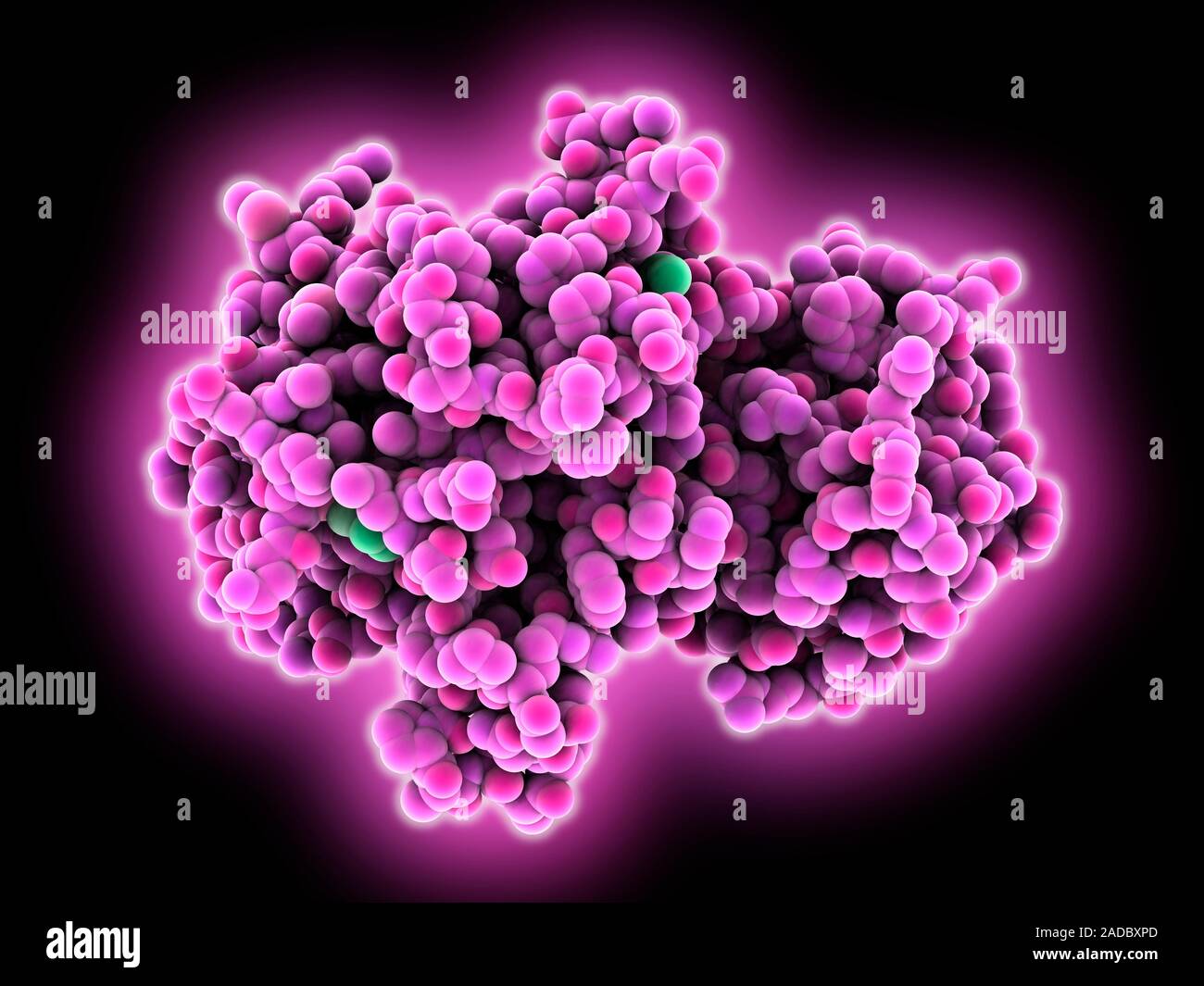 Tyrosine kinase of an insulin receptor. Computer model showing the ...